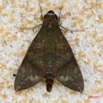 016 Lepidoptera Live Heterocera Sphingiidae IMG_4884WTMK.JPG