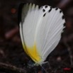 022 Lepidoptera Live Mont KALAMI Appias sabina 7IMG_6413WTMK.JPG