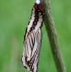 024 Lepidoptera Live Chrysalide 7IMG_6688WTMK.JPG
