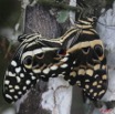 029 Lepidoptera Live LA LOPE Papilio demodocus Accouplement 7EIMG_9786WTMK.JPG