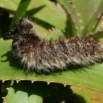 030 Lepidoptera Live Chenille 3 7EIMG_0320WTMK.JPG