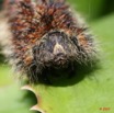 031 Lepidoptera Live Chenille 3 7EIMG_0328WTMK.JPG