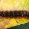 035 Lepidoptera Live Chenille 5 8EIMG_3853WTMK.JPG