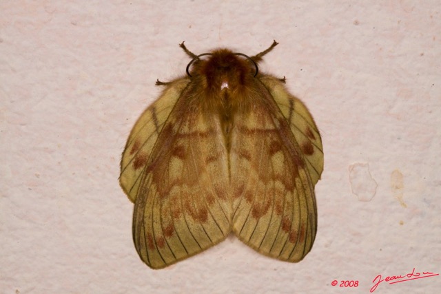 057 Lepidoptera Live Lasiocampidae 8E50IMG_30173wtmk.jpg