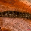 059 Lepidoptera Live Chenille 11 8E50IMG_30401wtmk.jpg