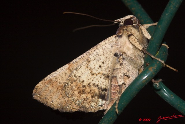064 Lepidoptera Live 9E50IMG_30562wtmk.jpg