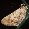 064 Lepidoptera Live 9E50IMG_30562wtmk.jpg