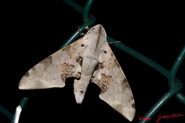 067 Lepidoptera Live Sphingiidae 9E50IMG_30548wtmk.jpg