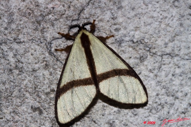 069 Lepidoptera Live 9E50IMG_30669wtmk.jpg