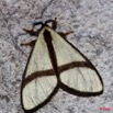 069 Lepidoptera Live 9E50IMG_30669wtmk.jpg