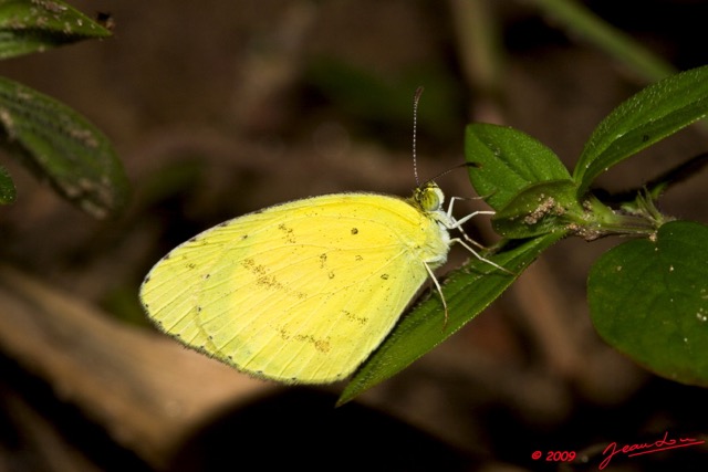 074 Lepidoptera Live Plateaux Bateke 4 Eurema senegalensis 9E50IMG_30842wtmk.jpg