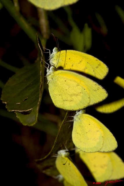 076 Lepidoptera Live Plateaux Bateke 4 Eurema senegalensis 9E50IMG_30844wtmk.jpg