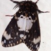 078 Lepidoptera Live Heterocera 9E50IMG_31659wtmk.jpg