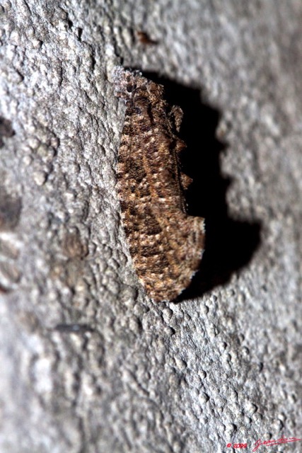 080 Lepidoptera Live Heterocera Mimetisme 9E50IMG_31653wtmk.jpg