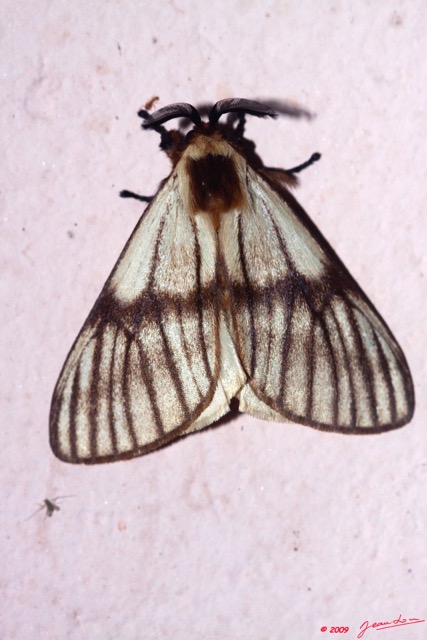 084 Lepidoptera Live Heterocera 9E50IMG_31702wtmk.jpg