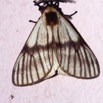 084 Lepidoptera Live Heterocera 9E50IMG_31702wtmk.jpg