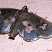 085 Lepidoptera Live Heterocera Pyralidae 9E50IMG_31703wtmk.jpg