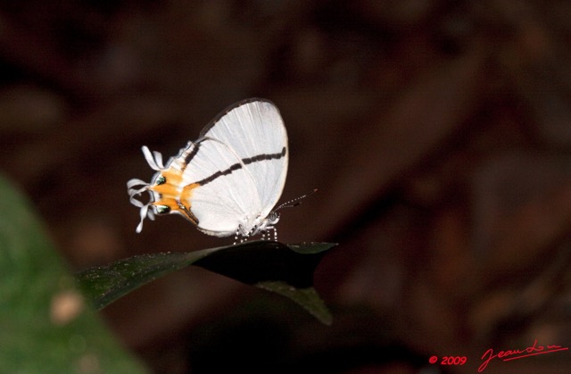 087 Lepidoptera Live Kaya-Kaya 9E50IMG_31791wtmk.jpg