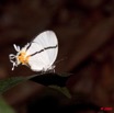087 Lepidoptera Live Kaya-Kaya 9E50IMG_31791wtmk.jpg