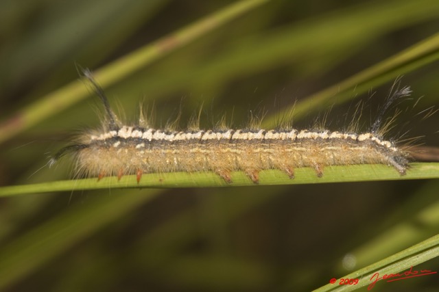 100 Lepidoptera Live Plateaux Bateke 6 Chenille 9E50DIMG_31986wtmk.jpg