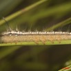 100 Lepidoptera Live Plateaux Bateke 6 Chenille 9E50DIMG_31986wtmk.jpg