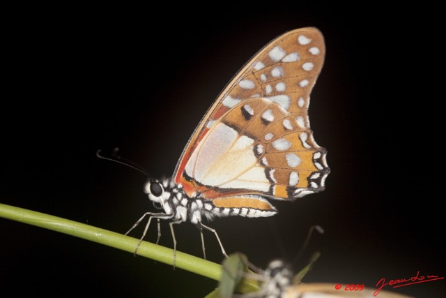 006 Plateaux Bateke 6 Insecte Lepidoptere Graphium angolanus 9E50DIMG_32014wtmk.jpg