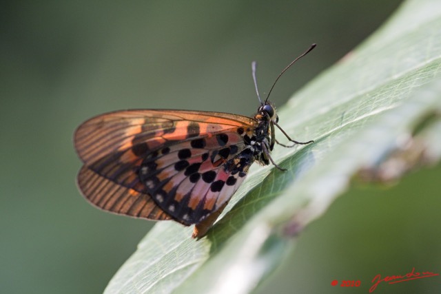 007 Lepidoptere Live Acraea sp 9E5K2IMG_55754wtmk.jpg