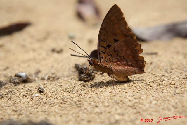 009 LETILI la Foret Papillon Charaxes sur Feces 10E5K2IMG_57920wtmk.jpg