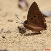 009 LETILI la Foret Papillon Charaxes sur Feces 10E5K2IMG_57920wtmk.jpg