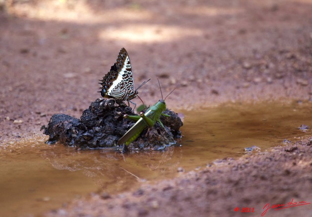 011 Lepidoptere Charaxes sp sur Feces 11E5K2IMG_66892wtmk.jpg