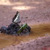 011 Lepidoptere Charaxes sp sur Feces 11E5K2IMG_66892wtmk.jpg