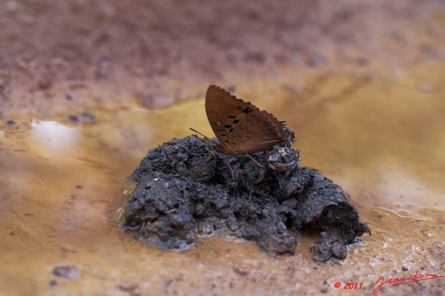 012 Lepidoptere Charaxes sp sur Feces 11E5K2IMG_66904wtmk.jpg