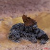 012 Lepidoptere Charaxes sp sur Feces 11E5K2IMG_66904wtmk.jpg