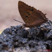013 Lepidoptere Charaxes sp sur Feces 11E5K2IMG_66906wtmk.jpg