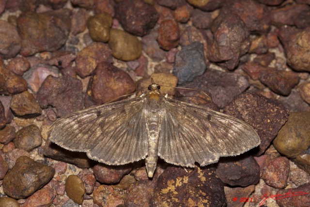 014 Heterocere Pyralidae a Kessala 11E50IMG_32445wtmk.jpg