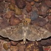 014 Heterocere Pyralidae a Kessala 11E50IMG_32445wtmk.jpg