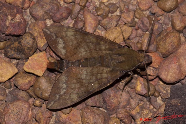 015 Heterocere Sphingidae a Kessala 11E50IMG_32443wtmk.jpg