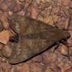 015 Heterocere Sphingidae a Kessala 11E50IMG_32443wtmk.jpg