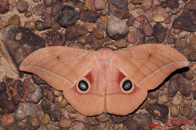 017 Heterocere Saturnidae Lobobunaea goodii a Kessala 11E50IMG_32456wtmk.jpg
