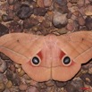 017 Heterocere Saturnidae Lobobunaea goodii a Kessala 11E50IMG_32456wtmk.jpg