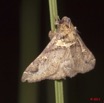 018 Heterocere a Koulamoutou 11E50IMG_32474wtmk.jpg