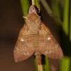 023 Heterocere Sphingidae a Koulamoutou 11E50IMG_32485wtmk.jpg