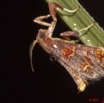 024 Heterocere a Koulamoutou 11E50IMG_32490wtmk.jpg