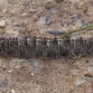 029 Chenille 14 12E5K2IMG_73049wtmk.jpg