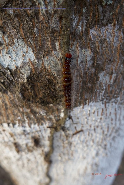 039 Franceville Insecte Chenille 16 15RX103DSC_101027wtmk.jpg