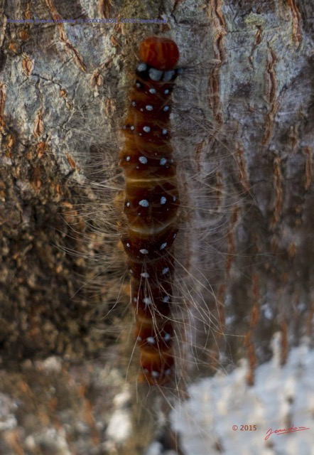 040 Franceville Insecte Chenille 16 15RX103DSC_101027awtmk.jpg