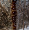040 Franceville Insecte Chenille 16 15RX103DSC_101027awtmk.jpg