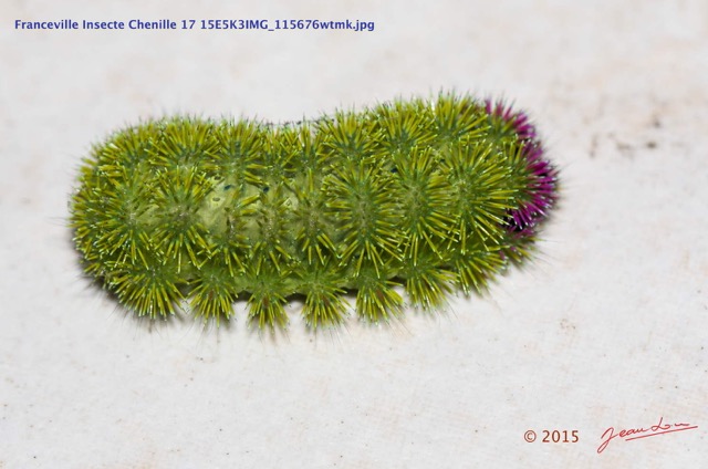 042 Franceville Insecte Chenille 17 15E5K3IMG_115676wtmk.jpg
