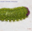 042 Franceville Insecte Chenille 17 15E5K3IMG_115676wtmk.jpg