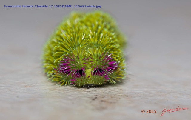 044 Franceville Insecte Chenille 17 15E5K3IMG_115681wtmk.jpg